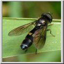 Pyrophaena rosarum - Schwebfliege 01.jpg